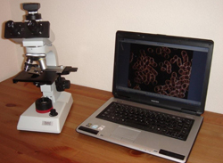 Dunkelfelddiagnostik